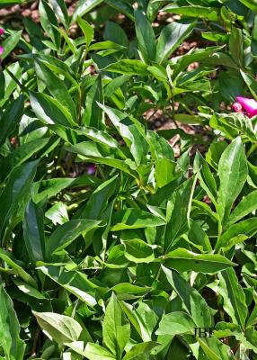 Paeonia hybrid (peony), leaves