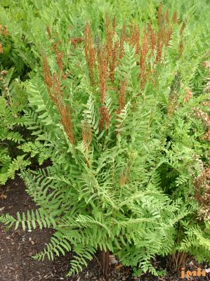 Osmunda regalis L. (royal fern), growth habit