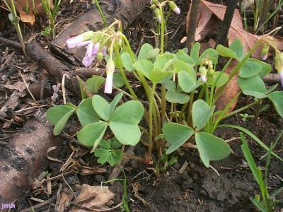 Oxalis violacea L. (violet woodsorrel), growth habit