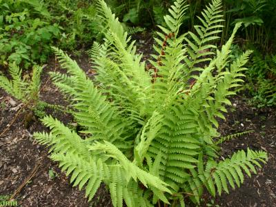 Osmunda cinnamomea L. (cinnamon fern), growth habit