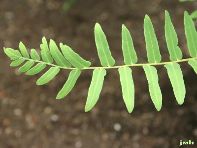 Osmunda regalis L. (royal fern), pinnae