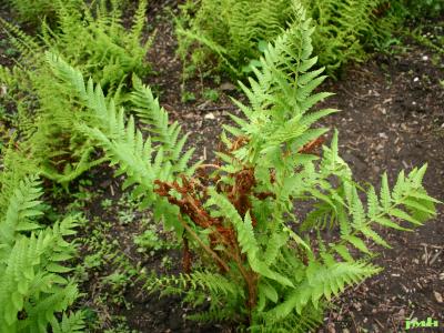 Osmunda cinnamomea L. (cinnamon fern), growth habit