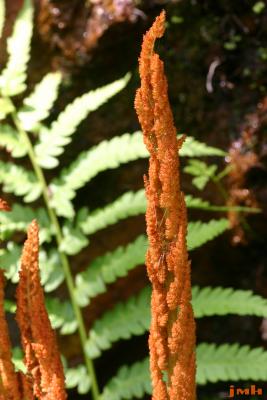 Osmunda cinnamomea L. (cinnamon fern), fertile stalk