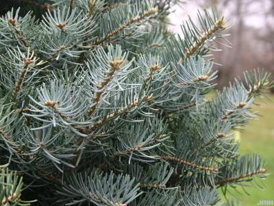Abies concolor ‘Compacta’ (Compact white fir), leaves