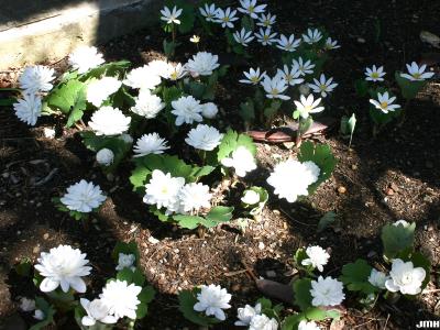 Sanguinaria canadensis 'Multiplex' (Double Flowering Bloodroot), habit