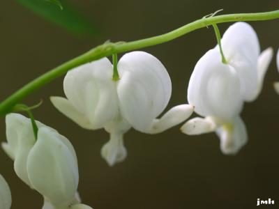 Lamprocapnos spectabilis ‘Alba’ (White common bleeding heart), inflorescence