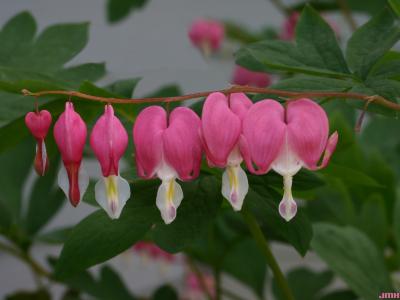 Lamprocapnos spectabilis (L.) Fukuhara (common bleeding heart), flowers