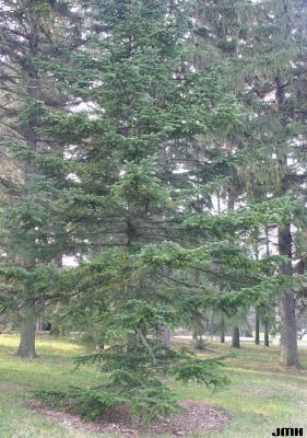 Abies nordmanniana (Stev.) Spach (Nordmann’s fir), growth habit, evergreen tree form