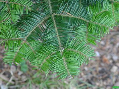 Abies grandis (Dougl. ex D. Don) Lindl. (grand fir), leaves