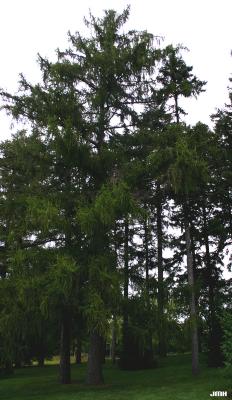 Larix decidua Mill. (European larch), growth habit, tree form