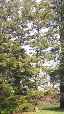 Abies homolepis Sieb. & Zucc. (Nikko fir), growth habit, evergreen tree form