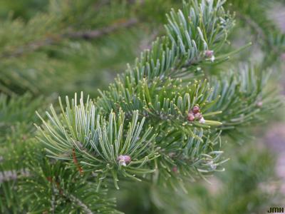 Abies sibirica Ledeb. (Siberian fir), leaves