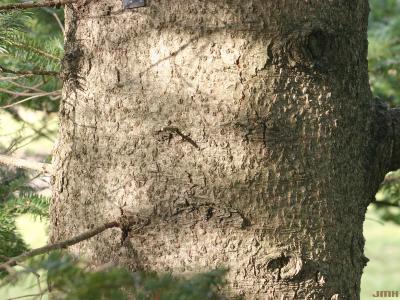 Abies homolepis Sieb. & Zucc. (Nikko fir), bark