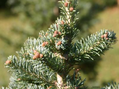 Abies lasiocarpa (Hook.) Nutt. (subalpine fir), leaves