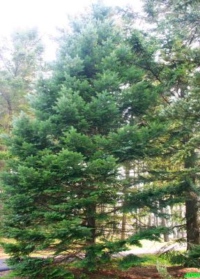 Abies grandis (Dougl. ex D. Don) Lindl. (grand fir), growth habit, evergreen tree form