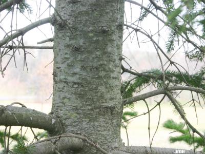 Abies sibirica Ledeb. (Siberian fir), bark