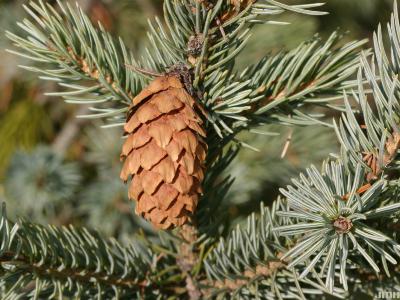 Picea engelmannii (Parry) Engelm. (engelmann’s spruce), female cone