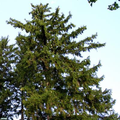Picea glauca (Moench) Voss (white spruce), growth habit, evergreen tree form