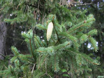 Picea abies (L.) Karsten (Norway spruce), leaves with cone