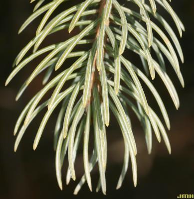 Picea engelmannii (Parry) Engelm. (engelmann’s spruce), close-up of leaves