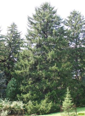 Picea abies (L.) Karsten (Norway spruce), growth habit, evergreen tree form