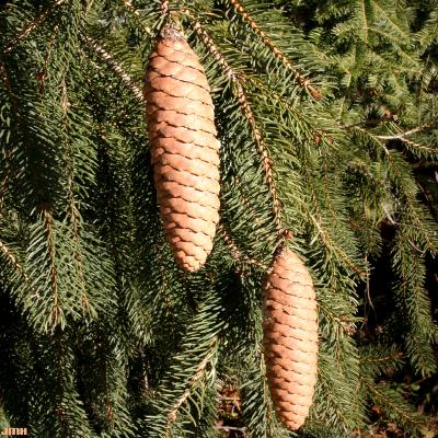 Picea abies (L.) Karsten (Norway spruce), cones