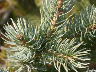 Picea engelmannii (Parry) Engelm. (engelmann’s spruce), leaves