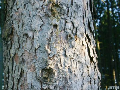 Picea abies (L.) Karsten (Norway spruce), bark