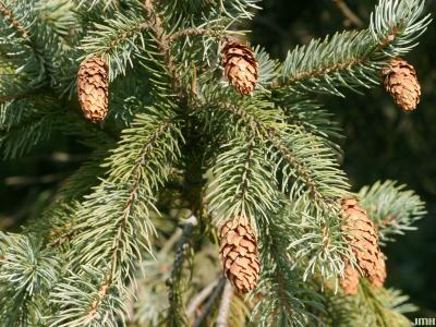 Picea engelmannii (Parry) Engelm. (engelmann’s spruce), leaves and cones