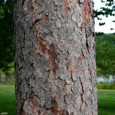 Picea glauca (Moench) Voss (white spruce), bark
