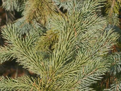 Picea engelmannii (Parry) Engelm. (engelmann’s spruce), leaves