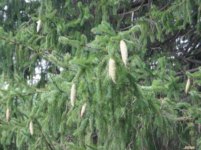 Picea abies (L.) Karsten (Norway spruce), branches with cones