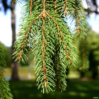Picea abies (L.) Karsten (Norway spruce), leaves