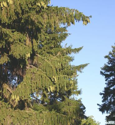Picea abies (L.) Karsten (Norway spruce), branches with cones