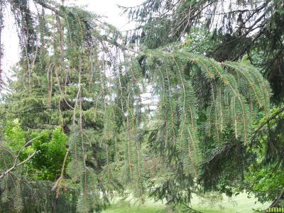 Picea abies (L.) Karsten (Norway spruce), branch