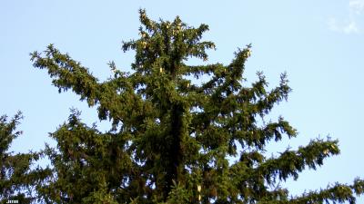 Picea glauca (Moench) Voss (white spruce), top branches