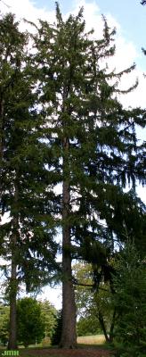 Picea abies (L.) Karsten (Norway spruce), growth habit, evergreen tree form