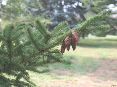 Picea glauca (Moench) Voss (white spruce), branch with cones