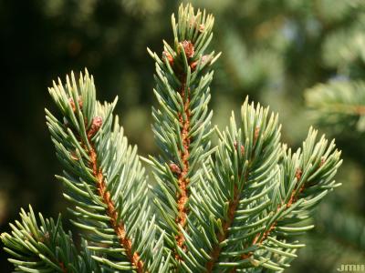 Picea glauca (Moench) Voss (white spruce), leaves