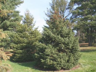 Picea glauca (Moench) Voss (white spruce), growth habit, evergreen tree form