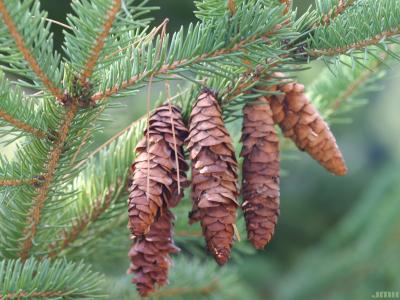 Picea glauca (Moench) Voss (white spruce), cones