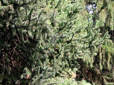 Picea glauca (Moench) Voss (white spruce), branches