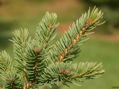 Picea glauca (Moench) Voss (white spruce), leaves