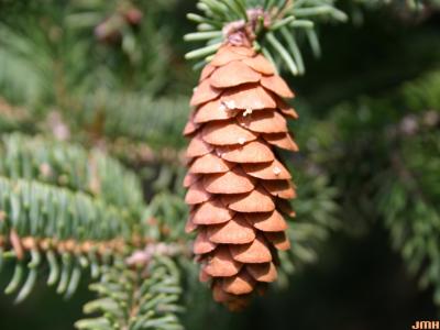 Picea glauca (Moench) Voss (white spruce), cone