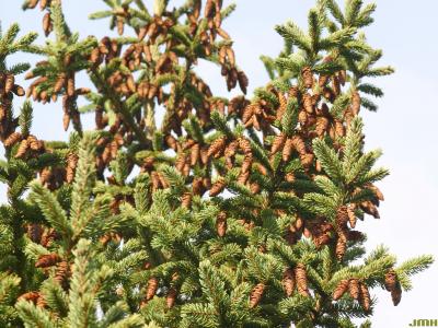 Picea glauca (Moench) Voss (white spruce), branches with many cones