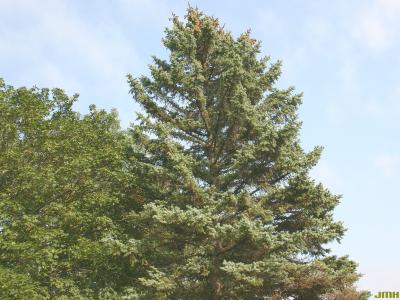 Picea pungens Engelm. (blue spruce), growth habit, evergreen tree form