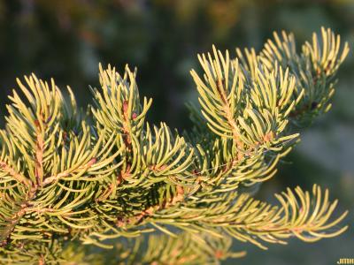 Picea rubens Sarg. (red spruce), leaves