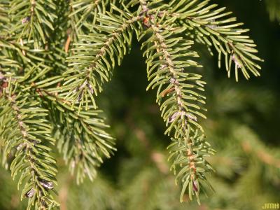 Picea rubens Sarg. (red spruce), leaves