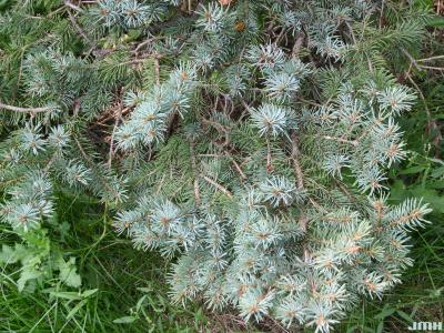 Picea pungens Engelm. (blue spruce), branches