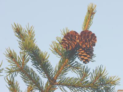 Picea rubens Sarg. (red spruce), cones